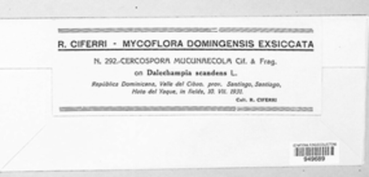 Pseudocercospora mucunicola image